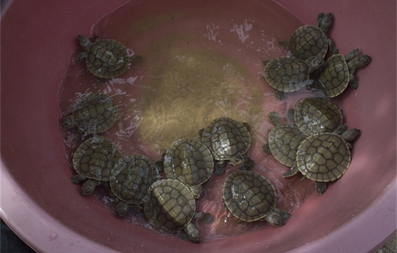 Royal turtles hatchlings gathered from the wild (cr) Som Sitha-WCS